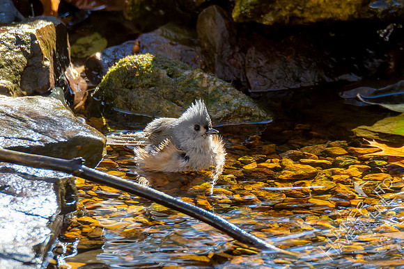 11-11-24 Tufted Titmouse
