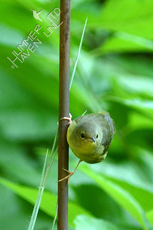 8-24-15 Mourning Warbler first winter female