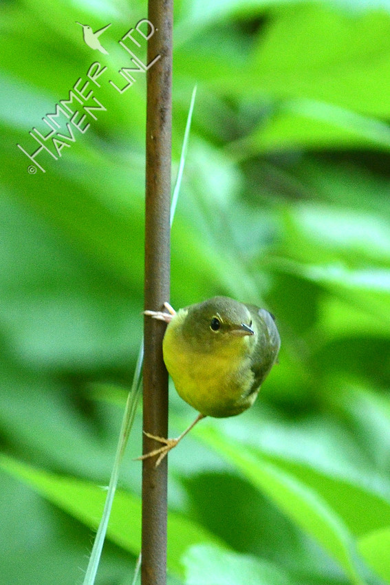 8-24-15 Mourning Warbler first winter female