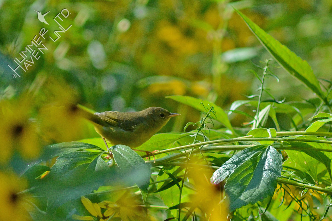 8-24-15 Mourning Warbler first winter female
