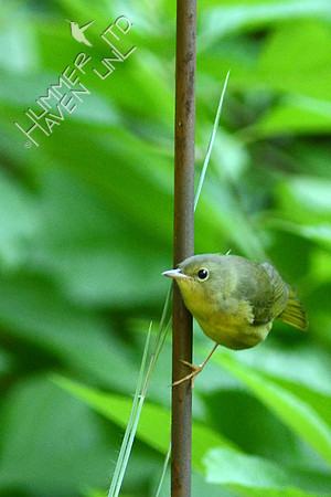 8-24-15 Mourning Warbler first winter female