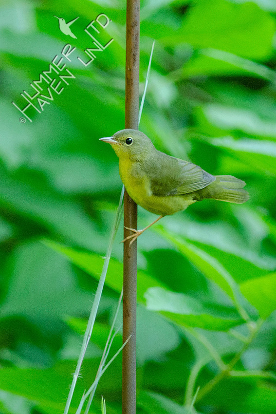 8-24-15 Mourning Warbler first winter female