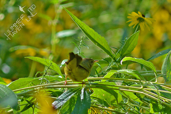 8-24-15 Mourning Warbler first winter female