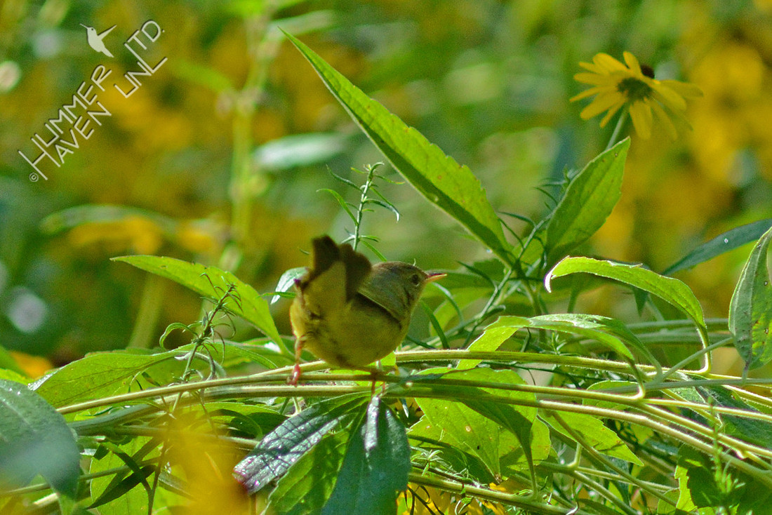 8-24-15 Mourning Warbler first winter female