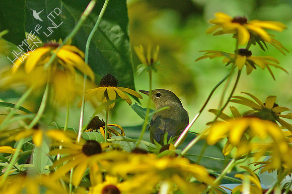 8-24-15 Mourning Warbler first winter female