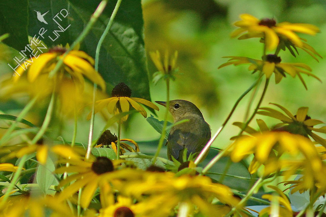 8-24-15 Mourning Warbler first winter female