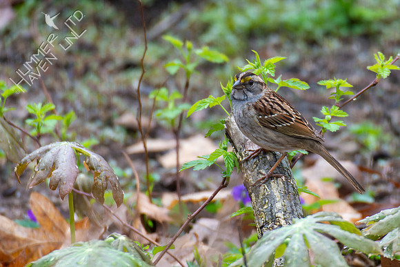 4-12-22 White-throated Sparrow