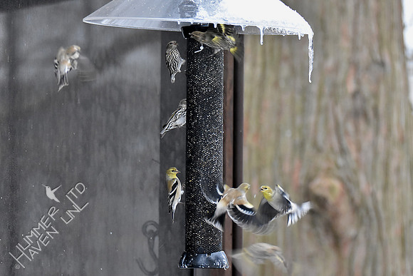 Pine Siskins and American Goldfinches 2-17-19 GBBC