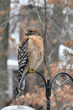 Red-shouldered Hawk 2-17-19 GBBC