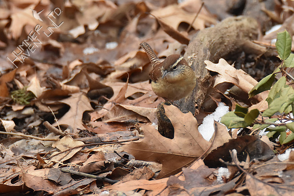 Carolina Wren 2-17-19 GBBC