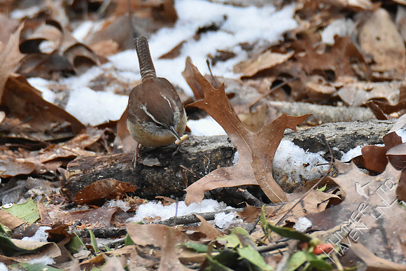 Carolina Wren 2-17-19 GBBC