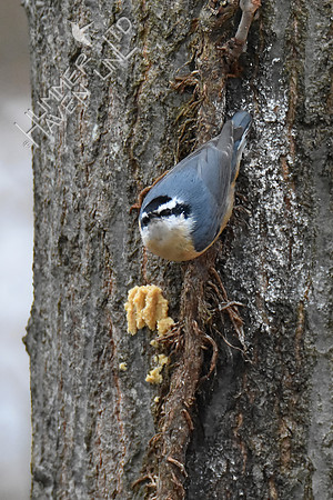 Red-breasted Nuthatch 2-17-19 GBBC