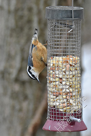 Red-breasted Nuthatch 2-17-19 GBBC