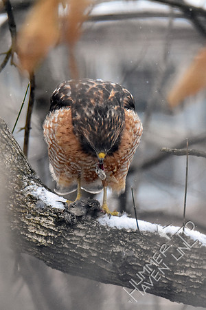 2-18-19-1550 Red-shouldered Hawk House Finch prey