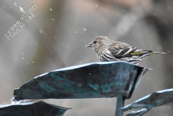 Pine Siskin 2-18-19 GBBC