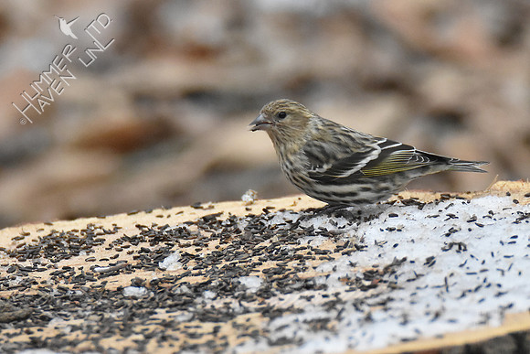 Pine Siskin 2-18-19 GBBC