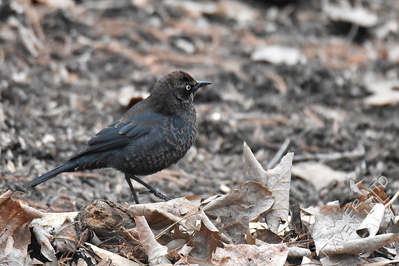 Rusty Blackbird 2-18-19 GBBC
