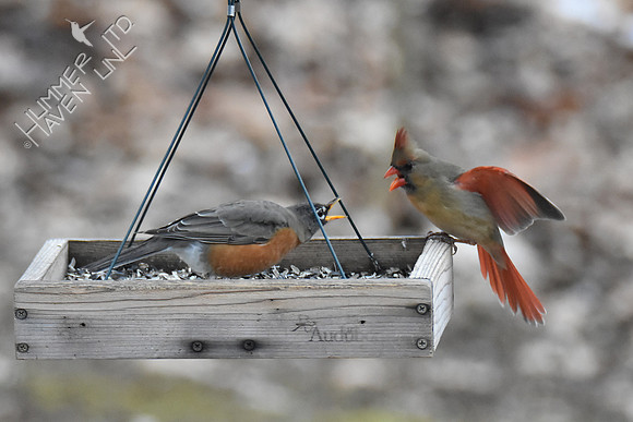 American Robin and Northern Cardinal 2-18-19 GBBC