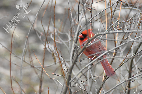 Northern Cardinal resting in Golden Currant 2-18-19 GBBC