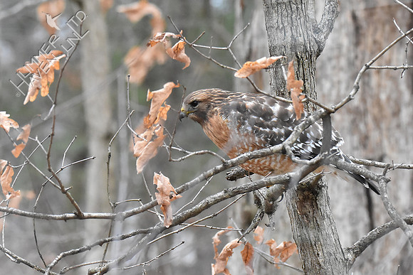 Red-shouldered Hawk female, post mating 2-19-19