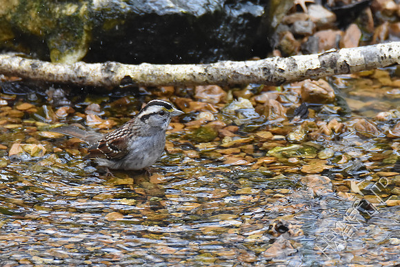 White-throated Sparrow 2-22-19