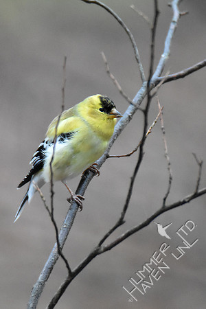 American Goldfinch molting into spring plumage 2-23-19