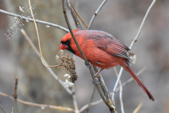 Northern Cardinal eating hydrangea seeds 2-23-19