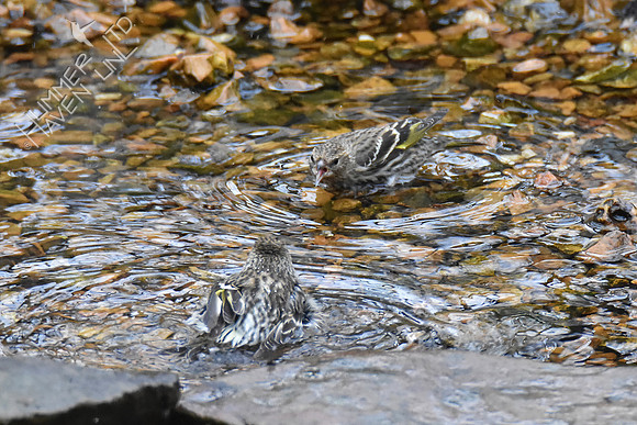 Pine Siskins 2-23-19