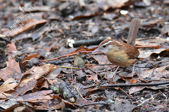 Carolina Wren 2-23-19