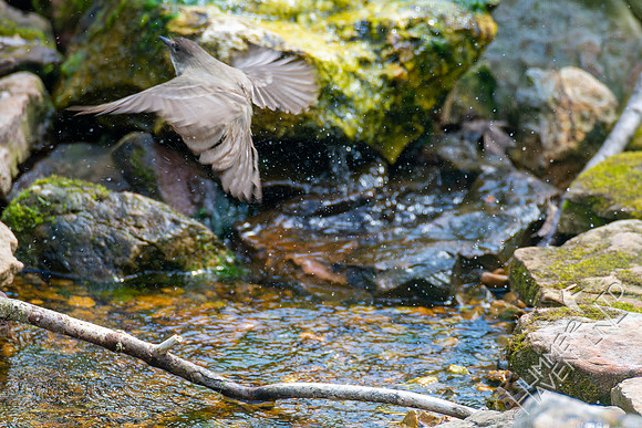 4-22-22 Eastern Phoebe, splash-bathing