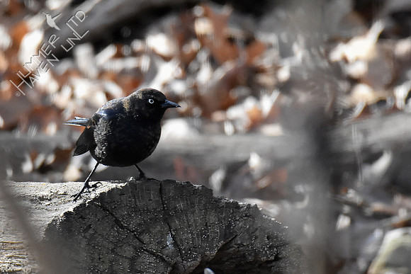 Rusty Blackbird 2-25-19