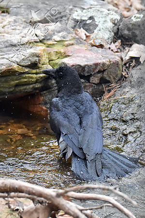 American Crow bathing 2-27-19