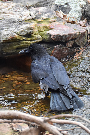 American Crow bathing 2-27-19