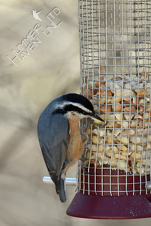 Red-Breasted Nuthatch gets peanut 2-26-19