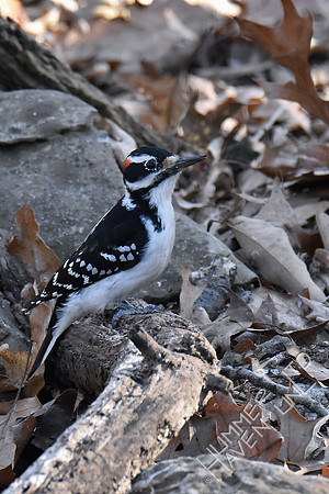 Hairy Woodpecker 2-25-19