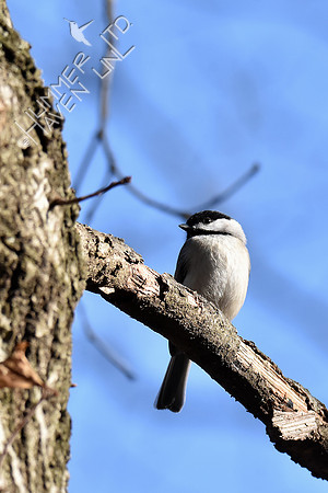 Carolina Chickadee 2-26-19