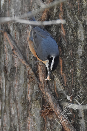 Red-Breasted Nuthatch caches peanut 2-26-19