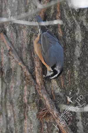 Red-Breasted Nuthatch caches peanut 2-26-19