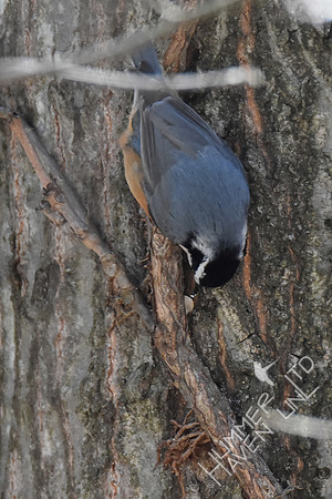 Red-Breasted Nuthatch caches peanut 2-26-19