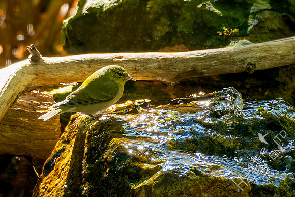 10-20-24 Tennessee Warbler