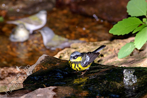 Magnolia Warbler on Bubbler rock and 3 Tennessee Warblers in Basin 5-21-08