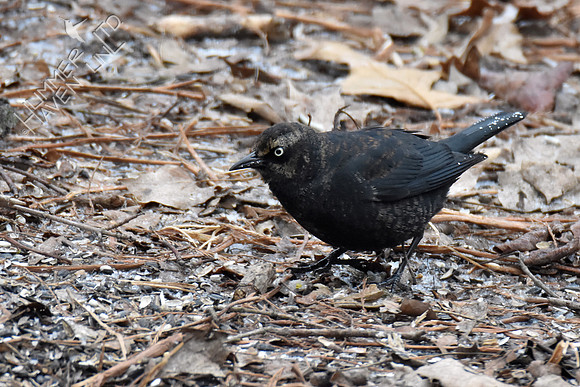 Rusty Blackbird 2-28-19