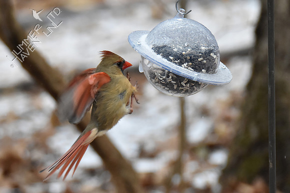 Northern Cardinal female 2-28-19