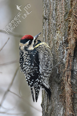 Yellow-bellied Sapsucker female with white throat 2-28-19