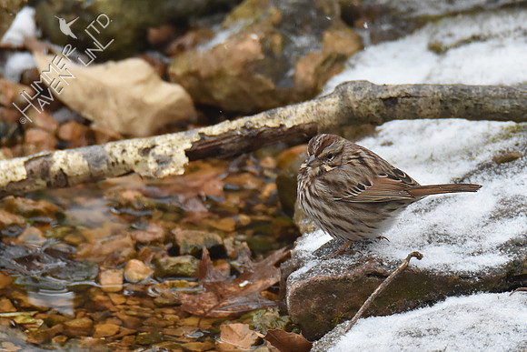 Song Sparrow 2-28-19