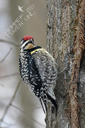 Yellow-bellied Sapsucker female with white throat 2-28-19