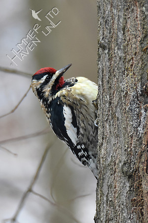 Yellow-bellied Sapsucker  2-28-19