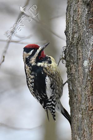 Yellow-bellied Sapsucker  2-28-19