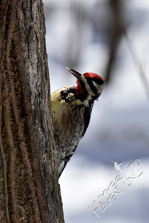 Yellow-bellied Sapsucker  3-3-19