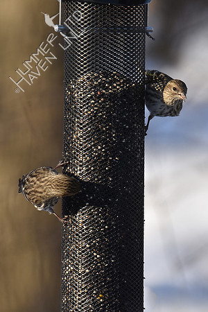 Pine Siskins 3-4-19